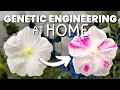 Download Lagu How to Make a GMO | Interview with Sebastian Cocioba