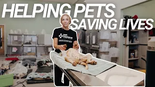 Inside a FREE Spay Neuter Clinic Volunteering with Pet Resource Center of Kansas City