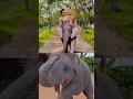 Download Lagu Anak gajah permintaan Niken salindri #nikensalindry #youtubeshorts
