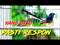 Download Lagu TAMBAKAN DAN BESETAN MURAI BATU, PANCINGAN MURAI BATU NGERIWIK BIAR GACOR