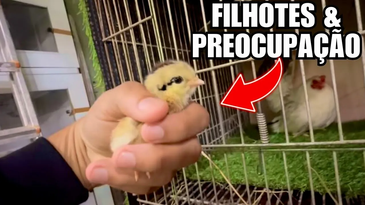 Cisne Branco Muito Bravo | Atualizando Filhotes | Tristeza Tadorna Ferruginea | Aves Recriar