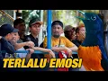 Download Lagu SUDAH KARAKTERNYA‼️TERLALU AGRESIF BERPENGARUH PADA MATERINYA