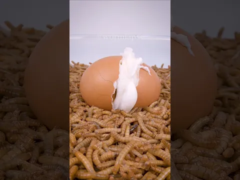 Mealworms Vs. Cracked Egg 🥚