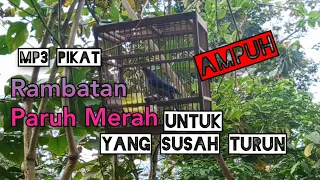 suara pikat rambatan paruh merah untuk yang susah turun