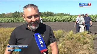 На урожай масличных культур в Исилькульском районе накинулись стаи капустной моли