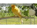 Lagu Canary Training Video (Timbrado early morning singing)