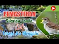 Download Lagu Pemasteran dan Terapi Relaksasi, Burung Sikatan Londo