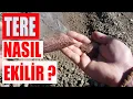 Download Lagu Tere nasıl ekilir ? Tere nasıl çimlendirilir ?
