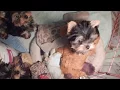 Yorkie Puppies 12 Weeks Old