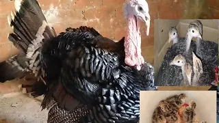 الفراخ الرومى بتبيض امته على عمر كام وكم مره فى السنه وازى تعرفوا ان البيض مخصب قبل الرقد 