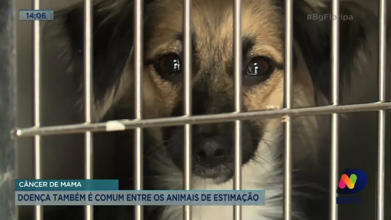 Câncer de mama: doença também é comum entre os animais de estimação