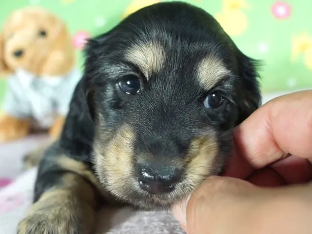 動画