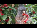 Download Lagu Rainbow Lorikeets and Gang Gang Cockatoos