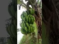 Download Lagu memori daun pisang #shorts #subang