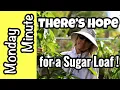 Monday Minute- There's HOPE for 'Sugar Loaf' Mango!