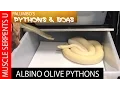 Albino Olive Python Breeding Strategies