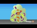 Biofilm Formation Whiteley Medical