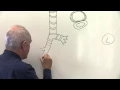 Respiratory System 1 Lungs chest wall and diaphragm