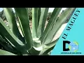 Las pencas que brotan del maguey beneficios y propiedades para la salud