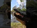 Download Lagu Buddy the LARGEST Alligator at Gatorland! #shorts #youtubeshorts #alligator #florida
