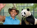 Rare Panda Facts You ve Probably Never Heard Zoo Documentary