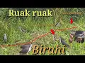 Download Lagu Ruak ruak birahi