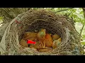 Download Lagu Bayi burung Shrike Ekor Panjang yang masih kecil 