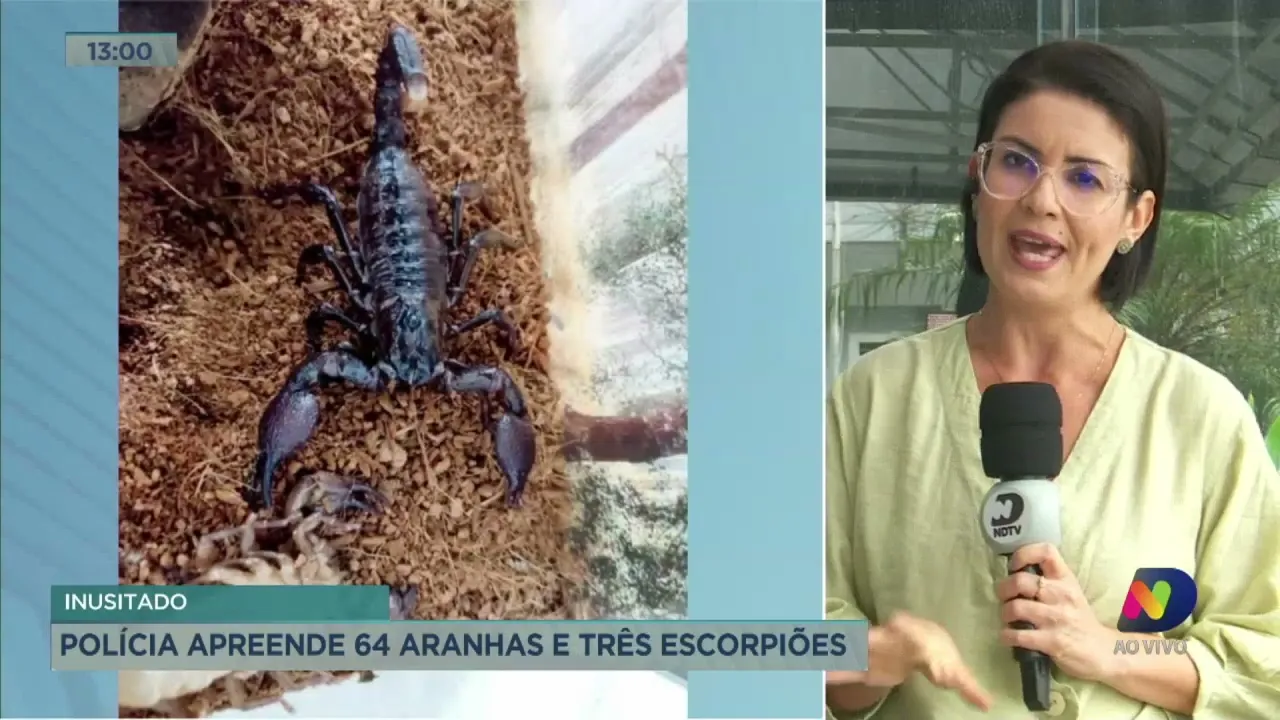 Polícia apreende 64 aranhas e três escorpiões