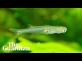 Download Lagu Salah satu ikan terkecil di dunia ditemukan mengeluarkan suara yang melebihi 140 desibel