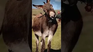 لية بشوف الكل شكلك 