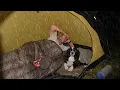 Lagu Camping In The Rain With Dog, Tent and Tarp