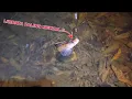Lagu DILUAR NALAR..!! Dapat channa limbata aneh ditempat seperti ini || Berburu ikan channa limbata
