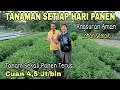Lagu Tanam Sekali Panen Setiap Hari