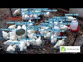 ChickTrack - Artificial Intelligence Tool for detection counting and tracking Chickens