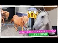 Download Lagu DE EERSTE PAARDEN VERHUIZEN naar de NIEUWE LOCATIE! || Paardzoektbaas