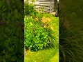 Download Lagu MY SON SURPRISE ME BY DOING THIS#suprise #son #mowingthelawn #sounds #children #landscape