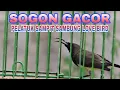 Download Lagu 🔴Masteran sogon gacor isian pelatuk sampit sambung love bird‼️‼️