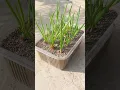 Download Lagu How to Grow Onion Leaves at Home