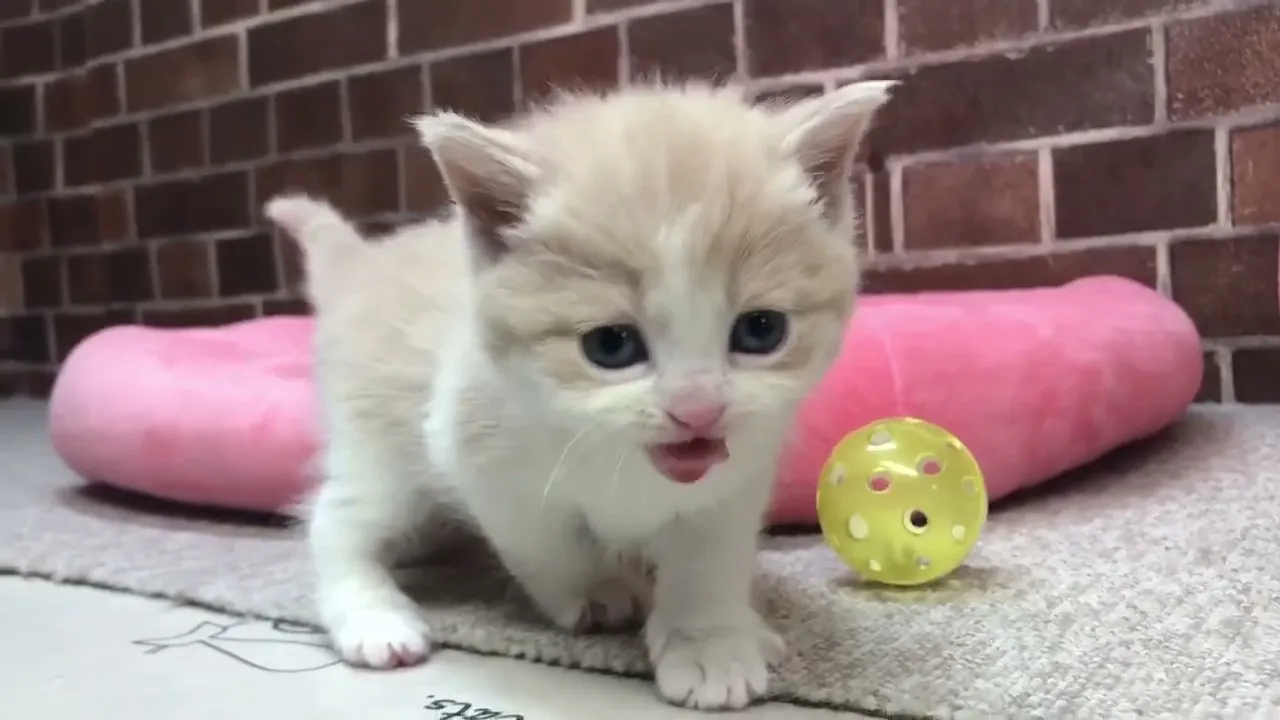 動画
