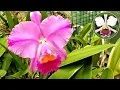 Lagu 13 December 2025 • December orchid and tillandsia blooms