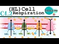Download Lagu (C1.2) - Cellular Respiration - IB Biology (HL)