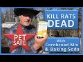 Lagu KILL RATS DEAD WITH CORNBREAD MIX \u0026 BAKING SODA - Pet Safe
