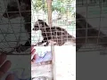 Download Lagu Suara anak musang menangis #shortvideo