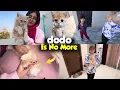 Lagu Dodo Our Kitten Is No More With Us 😭 Dodo Kahan Chala Gaya? 😫 | Rida Naqqash Extra