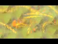 Mattias Fridell - Egressing - Suspected Music 009
