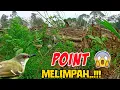 Download Lagu mikat burung ciblek di alam liar - trik mikat burung anti zonk