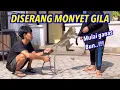 Lagu SATU TIM DISERANG MONYET GILA || Zaenal Moli sekarang ganas