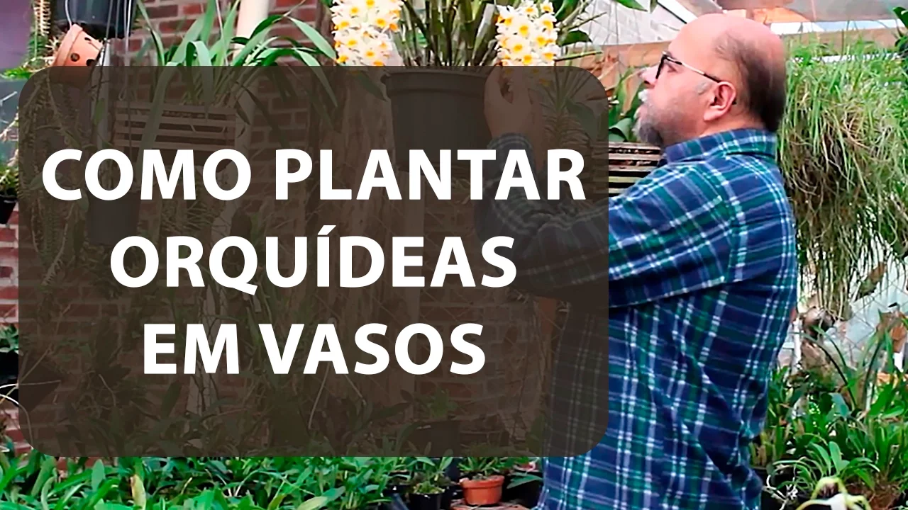 COMO PLANTAR ORQUIDEAS EM VASOS