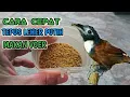 Cara mudah dan cepat agar burung tepus leher putih makan Voer