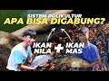 Download Lagu Apa Bisa Ikan Nila Dipelihara Dengan Ikan Mas Dalam 1 Kolam?